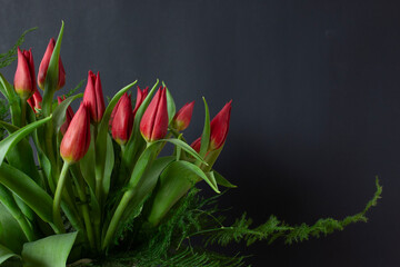 red tulips on black background