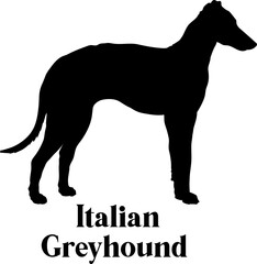 Italian Greyhound Dog silhouette dog breeds logo dog monogram logo dog face vector
SVG PNG EPS