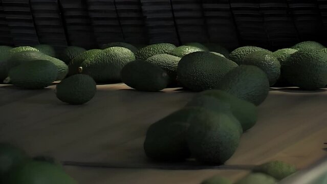 Avocados in a conveyor belt arriving to a industrial packaging point
