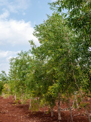 Cajuput trees (Melaleuca cajuputi) on the dry land, in Gunung Kidul region, Yogyakarta, Indonesia