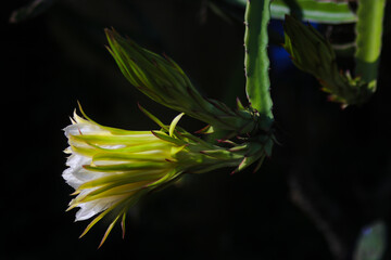 Close-up view of Dragon Fruit Flower is Blooming in the garden