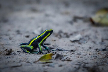 Frog in Amazonia
