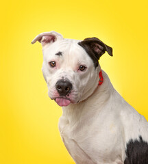 studio photo of a cute dog in front of an isolated background - 683603848