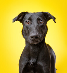 studio photo of a cute dog in front of an isolated background