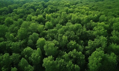 Green forest in summer with a view from above.Spring birch groves with beautiful texture, Generative AI 