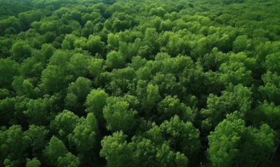 Papier Peint photo autocollant Bouleau Green forest in summer with a view from above.Spring birch groves with beautiful texture, Generative AI 