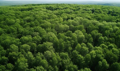 Green forest in summer with a view from above.Spring birch groves with beautiful texture, Generative AI 