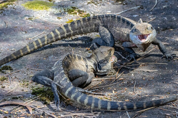Australian Male Eastern Water Dragons fighting over territory and females