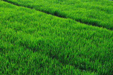 Top view of rice paddy field in the morning