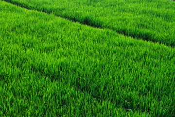 Foto auf Acrylglas Reisfelder Top view of rice paddy field in the morning