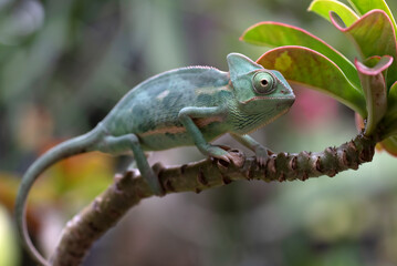 Baby veiled chameleon on a tree branch