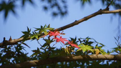 初秋イメージ　紅葉の始まり・緑色の葉と赤色の葉