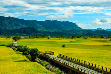 Wide golden rice field,rural scenery and mountain,cloudscape form a scenic vast view. Chishang,...