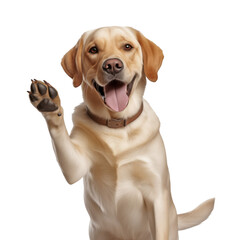 yellow labrador retriever puppy is smiling while waving up to its paw and showing his fingers