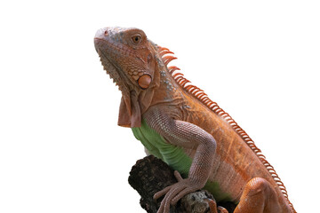 Iguana on a tree branch