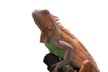 Iguana on a tree branch