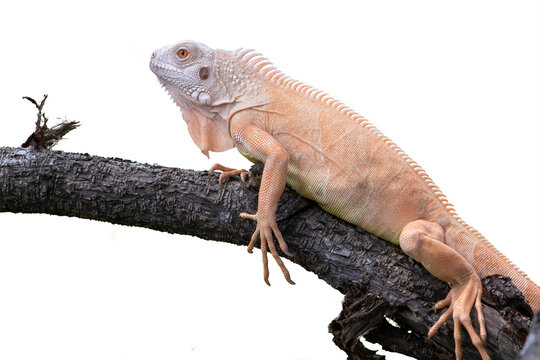 Iguana on a tree branch