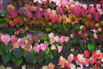 Autumn leaves of ivy. A world of beauty created by nature. Seasonal background material.
