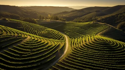Selbstklebende Fototapeten A scenic vineyard with rows of grapevines forming a heart-shaped pattern in the landscape. © Bea