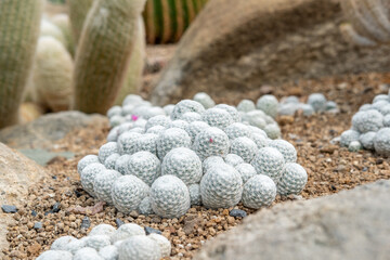 Cactus garden Various types of beautiful cacti Exotic cactus collection.