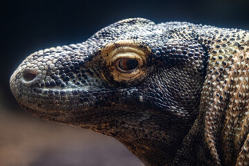 Obraz premium Close of of Captive Komodo Dragon