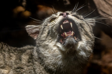 Close up of a taxidermied feral cat from Australia © Ken Griffiths