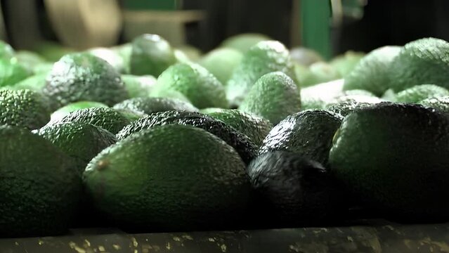 Avocados rolling in a industrial line