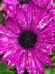 Closeup Osteospermum SOPRANO Macro Purple flower  zoom fleurs