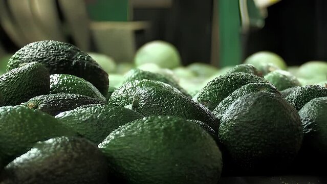 Avocados in a industrial line of classification and packaging