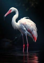Fotobehang flamingo in the zoo © siripimon2525