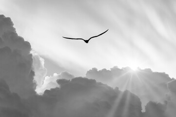 Inspirational Sunset Divine Bird Hope Uplifting Faith Ethereal Spirit Black And White