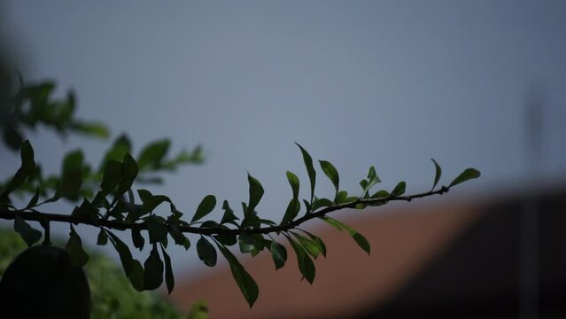 Leaf stalks when blown by the wind in dark background