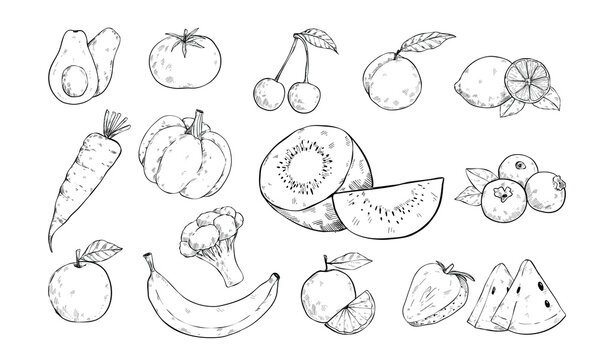 fruits and vegetable handdrawn illustration engraving