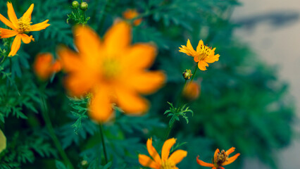 Yellow imitation flowers have wheel-toothed leaves and yellow petals. The garden has many types of...
