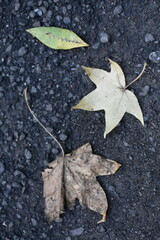 Three Leaves on Black Road Background, Fall Autumn Vibes