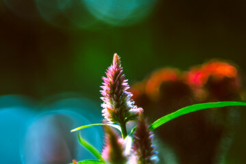  Close-up of flowers blooming outdoors.Purple pink flower of Celosia, also known as cockscomb or woolflowers, bloom in Africa, Mexico and even China as a perennial in gardens in summer