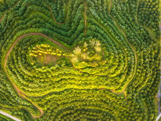 Row of palm tree plantation garden on high mountain in phang nga thailand, Aerial view drone high...