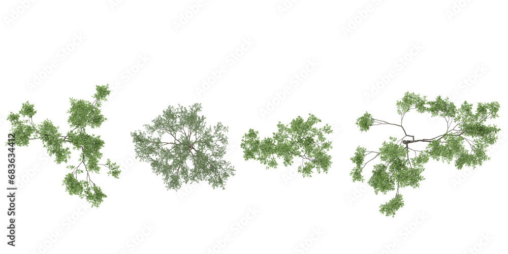 Poster eucalyptus,plam trees collection of top view isolated on transparent background