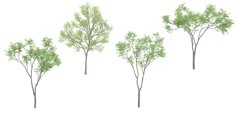 Eucalyptus,Plam trees with transparent background, 3D rendering, for illustration, digital composition, architecture visualization