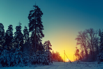 Beautiful pine tree in winter landscape at sunrise in snowfall.
