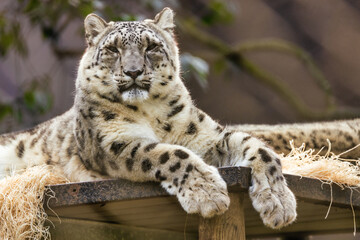 Snow leopard close up, animal protection concept