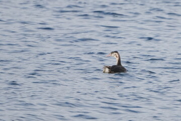 crested grebe in a sea