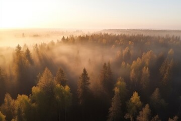 Foggy mountain forest at sunrise. Beautiful landscape with morning mist over coniferous trees. Top aerial view. - obrazy, fototapety, plakaty