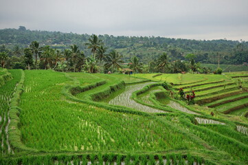 Fototapeta na wymiar Scenic view of rice fields in Indonesia