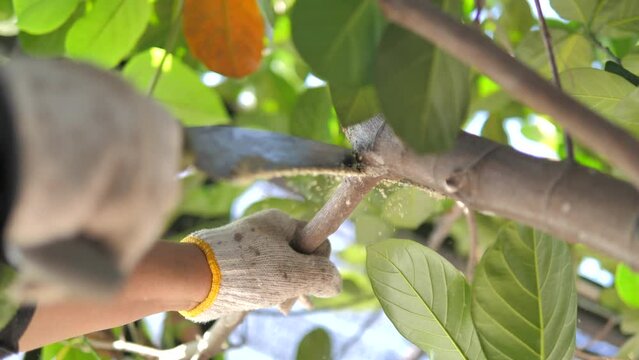 The gardener use a curved hand saw to cut a tree branch for pruning and plant decoration. Home care and gardening concept