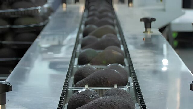 Trays of ripe avocados in a packaging industrial line