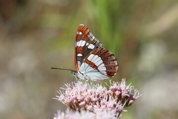 poplar admiral feeding on a hemp-agrimony flower