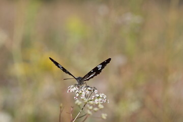 poplar admiral feeding on a baldrian flower