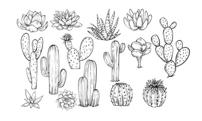cactus plant handdrawn illustration engraving © nikagraphic
