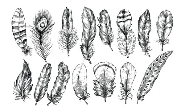 poultry feathers handdrawn illustration engraving